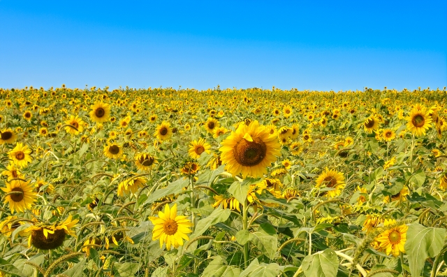 夏季休暇のお知らせ🌻