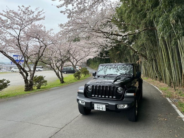 桜の開花も八分咲き ジープ長崎スタッフブログ Jeep Official Dealer Site